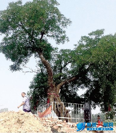 1100��Ż�������Ų�� ֣�ݽ�����һ�ι��������ѻ�